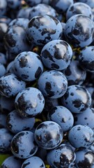 Close-up cluster of dark blue grapes