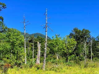 Ozegahara Wetland and Wooden Boardwalk, Oze National Park, Gunma, Japan