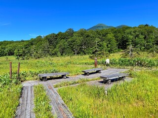 Obraz premium Ozegahara Wetland and Wooden Boardwalk, Oze National Park, Gunma, Japan