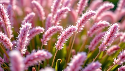 Obraz premium Soft Pink Fluffy Grass Closeup Natural Light