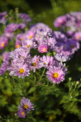 Blooming pink chrysanthemums in garden