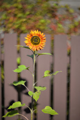 Flowering decorative sunflower in garden