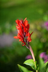 Red canna flowers in the garden