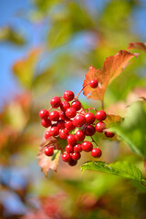 Red rowan berries on a branch in autumn