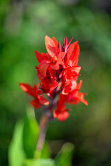 Red canna flowers in the garden