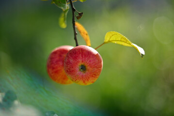 Red ripe apples on a branch in the garden