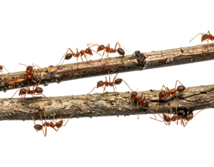 Ants marching on parallel branches