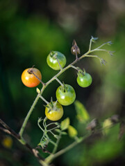 cherry tomatoes on a vine