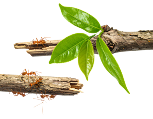 Red ants on broken branches with green leaves