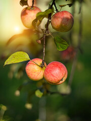 Red ripe apples on a branch in the garden
