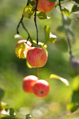 Red ripe apples on a branch in the garden