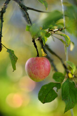 Red ripe apples on a branch in the garden