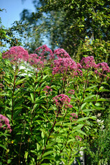 Tall flowers of Eupatorium in garden