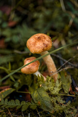 Mushrooms in the forest