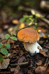 White mushroom in the forest