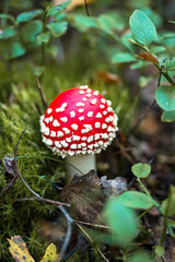 Fly agaric in the forest. Poisonous mushroom with a red cap with white dots
