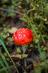 Fly agaric in the forest. Poisonous mushroom with a red cap with white dots
