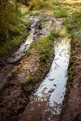 Forest road for cars after rain