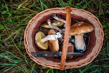 Basket of porcini mushrooms in the forest
