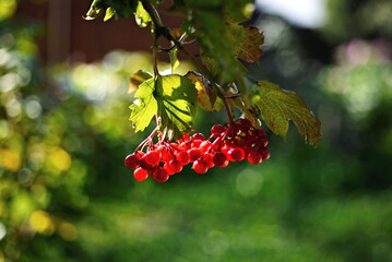 Red rowan berries on a branch in autumn