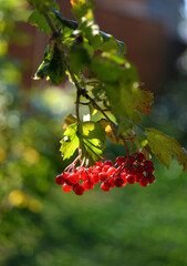 Red rowan berries on a branch in autumn
