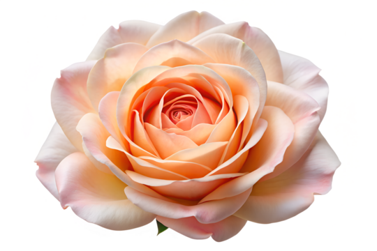Elegant Peach Rose Blossom Close Up on Transparent Background beautiful