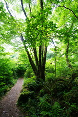 old wild forest with mossy rocks and old trees