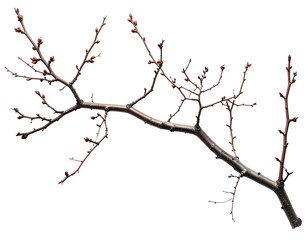 Close-up of a twiggy branch with reddish buds