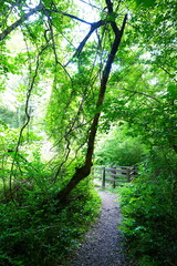 fine spring forest and path in the glittering sunlight