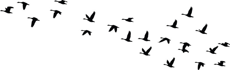 Silhouette flock of birds flying in formation, migration wildlife illustration, natural freedom concept, vector black bird group isolated background design.