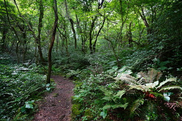Obraz premium dense spring forest and fine path