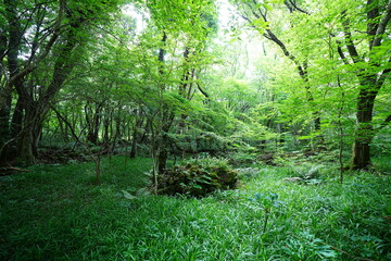 old wild forest with mossy rocks and old trees