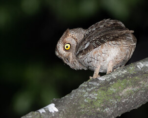 Eurasian scops owl, Otus scops. A bird sits on a thick branch, looking around, blurred background