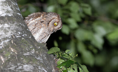 Eurasian scops owl, Otus scops. A bird peeks out of its nest, looking down