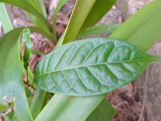 close up of a plant
