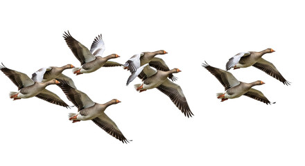 Fototapeta premium A flock of graylag geese flying in formation against an isolated on white background, showcasing their impressive wingspans and synchronized movement