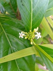 tropical flower with water drops