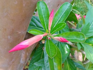 pink flower in a garden