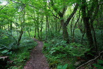 spring path through old wild forest
