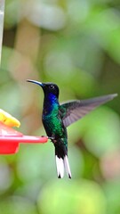Fototapeta premium Hummingbird at feeder