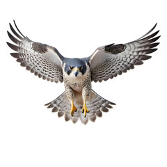 Fototapeta premium Peregrine falcon in mid-flight with wings spread and talons extended on white background