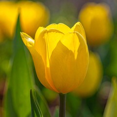 Close-up of a vibrant yellow tulip (1)