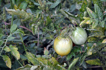 Tomato in the garden. Fresh tomatoes on the bush. Growing tomatoes in the garden.