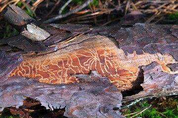 Close up of traces of a bark beetle (Ips typographus or Ips acuminatus) on a piece of wood in the forest