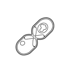Budding yeast cell icon showing cellular division. Simple black line art illustration for microbiology and science concepts on a white background