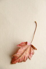 Falling Autumn Leaf. Autumn background.