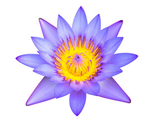 Vibrant purple lotus flower, detailed close-up (1)