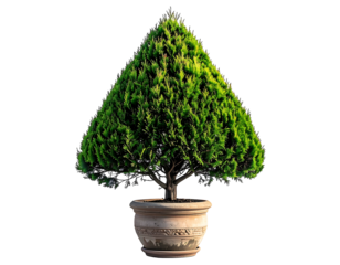 Green, conical tree in a terracotta pot