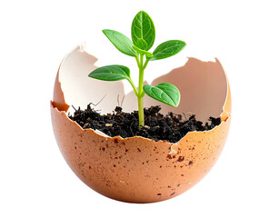 A small green sprout grows from soil nestled within a cracked egg shell