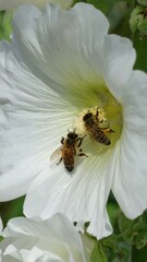 Two bees on a white flower